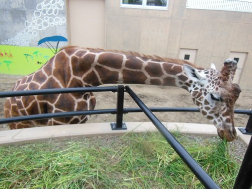 ８月１０日　旭山動物園　アミメキリン　ゲンキ