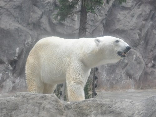 8月10日 夜の旭山動物園 ホッキョクグマたち