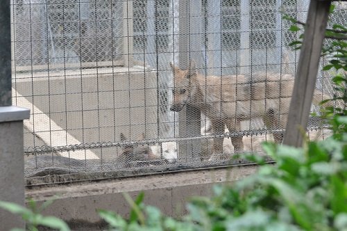 8月10日 夜の旭山動物園 夕方のシンリンオオカミ