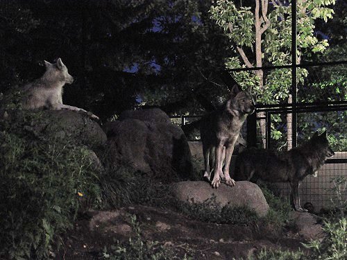 8月10日 夜の旭山動物園 暗闇の中のシンリンオオカミ
