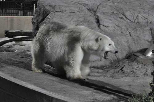 8月10日 夜の旭山動物園 ホッキョクグマ ピリカとルル