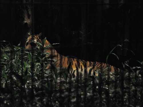 8月10日 夜の旭山動物園 アムールトラのナイトウォッチング