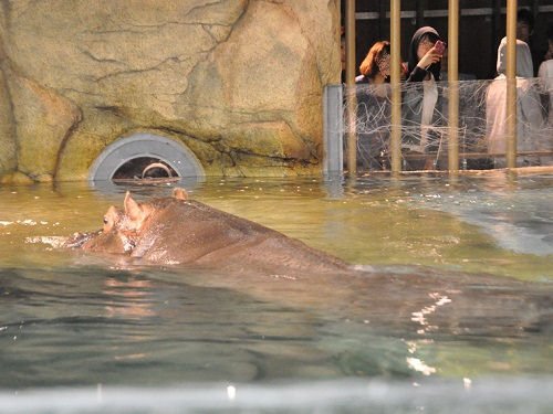 ８月１０日　夜の旭山動物園　カバ　百吉の夜