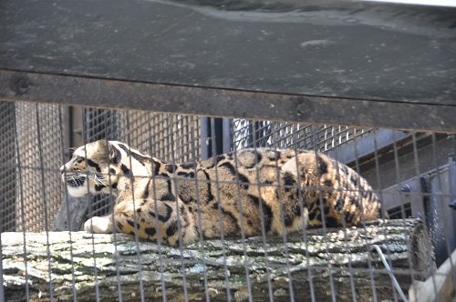 ９月９日　旭山動物園　木片で遊ぶウンピョウ　プータオ