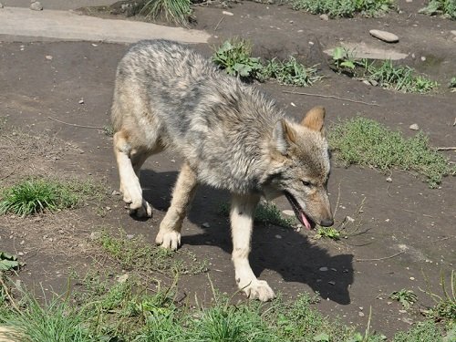 9月9日 旭山動物園 シンリンオオカミ一家