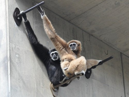 ９月９日　旭山動物園　シロテテナガザルのブラキエーションと歌声