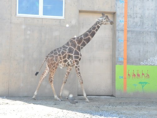 ９月１５日　旭山動物園　アミメキリン　ゲンキ