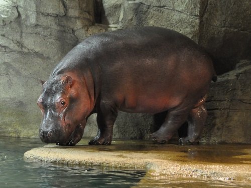 １０月５日　旭山動物園　カバ　メス