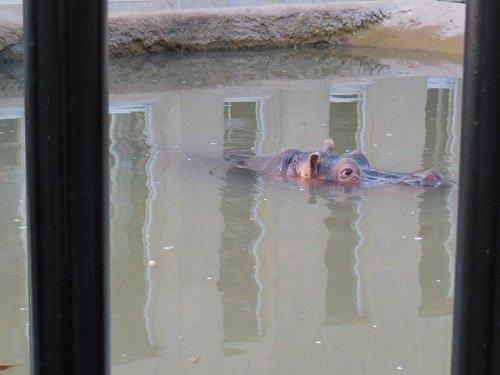 １０月５日　旭山動物園　カバたち