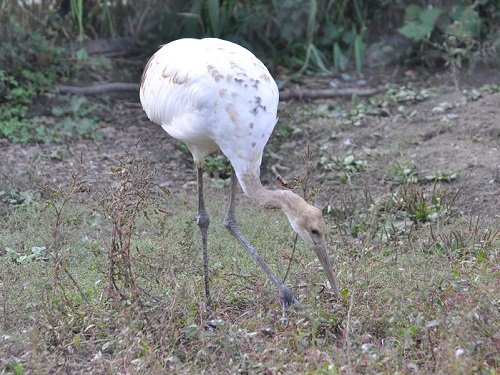 １０月５日　旭山動物園　タンチョウ一家