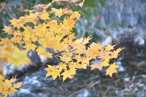10月9日 滝上町 渚滑川渓谷遊歩道 今日の錦仙峡5・・・前半