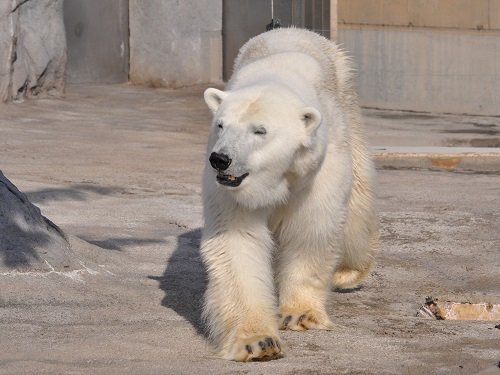 10月5日 旭山動物園 ホッキョクグマたち