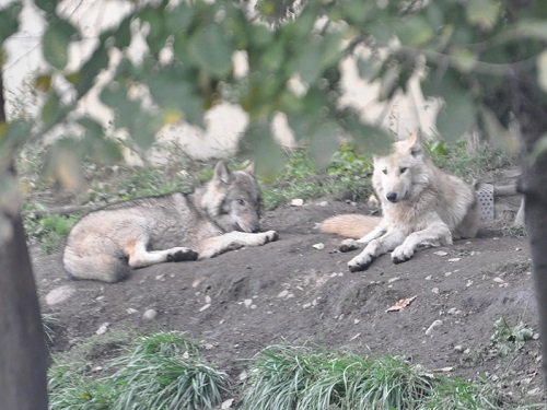 10月5日 旭山動物園 シンリンオオカミ ミナとワッカ