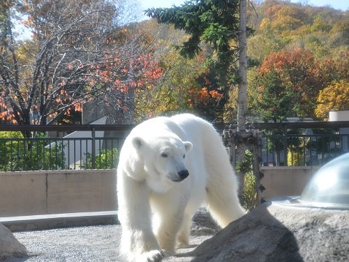 １０月１５日　旭山動物園　ホッキョクグマ