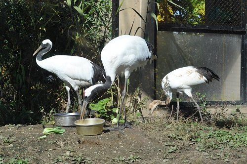 １０月１５日　旭山動物園　タンチョウの幼鳥