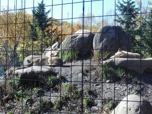 10月15日 旭山動物園 昼寝をするシンリンオオカミ一家