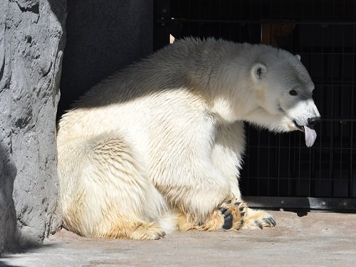 10月15日 旭山動物園 ホッキョクグマ “裏”もぐもぐタイム