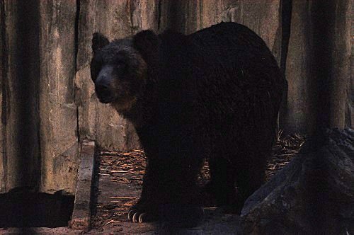 ２０１４年８月１０日　私が最後に会ったエゾヒグマのくまぞう