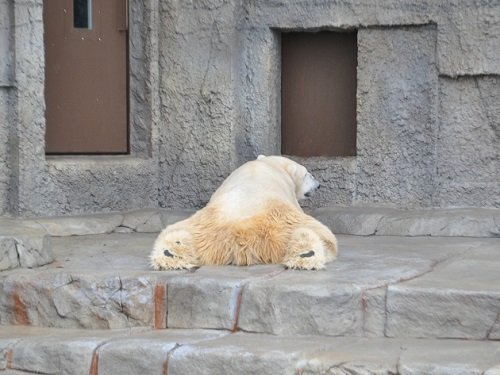 １１月２日　円山動物園　お昼過ぎのホッキョクグマたち