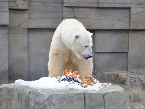 １１月２日　円山動物園　ホッキョクグマ　アニマルファミリー限定イベント