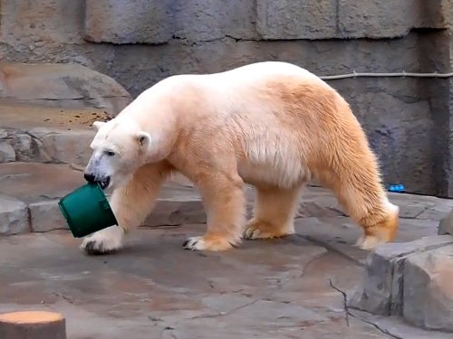 １１月２日　円山動物園　ホッキョクグマ　バケツで遊ぶデナリ