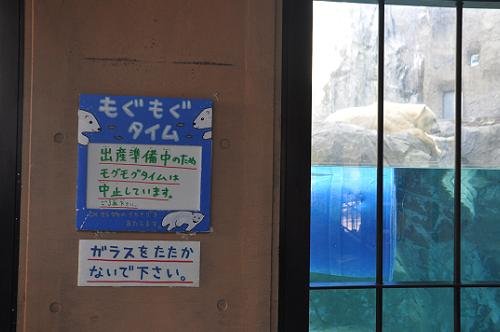 11月11日 旭山動物園 ホッキョクグマ イワン