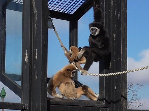 １１月１１日　旭山動物園　シロテテナガザル親子