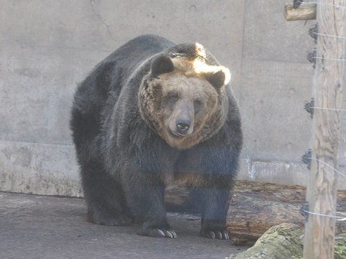 １１月１１日　旭山動物園　もうじゅう館の仲間たち