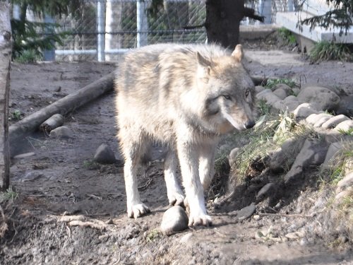 11月11日 旭山動物園 シンリンオオカミ