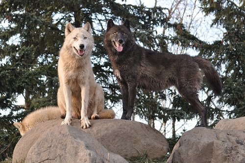 11月11日 旭山動物園 シンリンオオカミの遠吠え