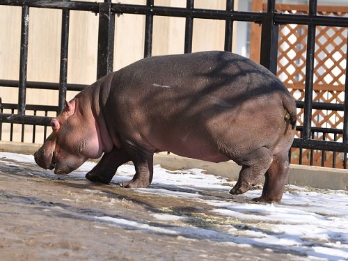 １１月１９日　旭山動物園　カバ