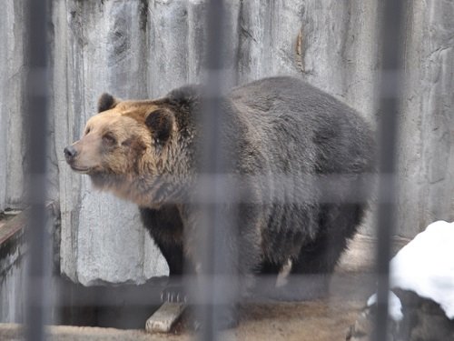 １１月１９日　旭山動物園　エゾヒグマ　とんこのもぐもぐタイム