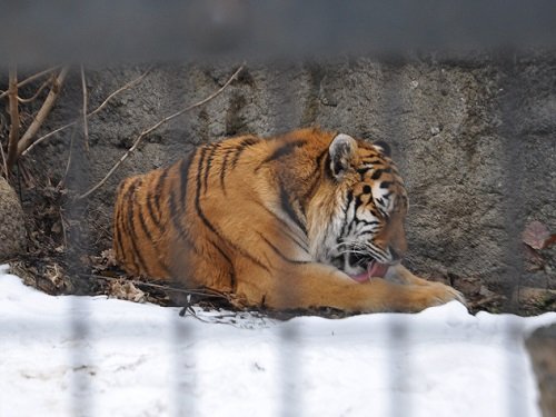 11月19日 旭山動物園 アムールトラ のんちゃん