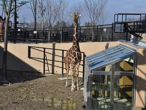 １１月１１日＆１９日　旭山動物園　アミメキリン　ゲンキ