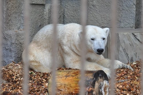 １１月３日　円山動物園　ホッキョクグマ　まったりデナリ