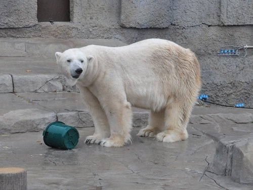 １１月３日　円山動物園　ホッキョクグマ　デナリの朝