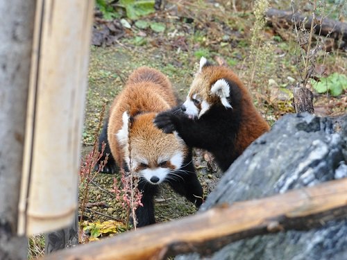 １１月３日　円山動物園　レッサーパンダたち