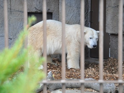 １１月３日　円山動物園　ホッキョクグマたち