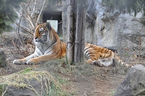 12月3日 旭山動物園 アムールトラ のんちゃん