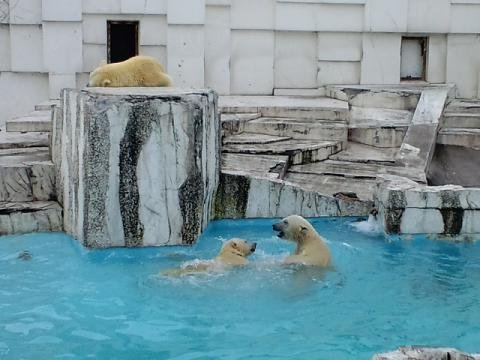 懐かしい写真シリーズ・・・２００９年１０月３１日　円山動物園　イコキロ