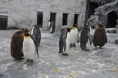 １２月３日　旭山動物園　キングペンギンのヒナたち