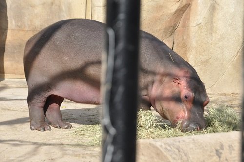 １２月３日　旭山動物園　カバ　屋外は旭子　屋内は百吉