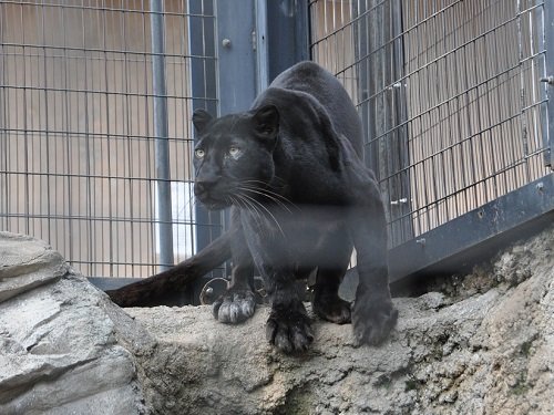 １２月３日　旭山動物園　クロヒョウ　パック