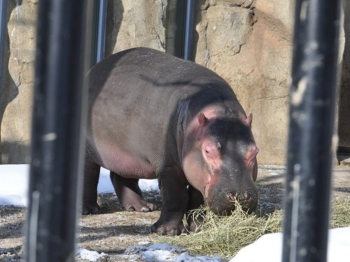 １月１８日　旭山動物園　朝のきりん舎かば館