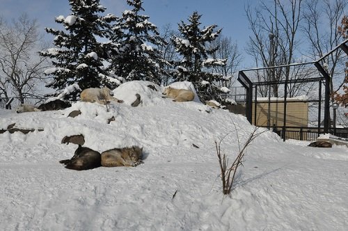 １月１８日　旭山動物園　シンリンオオカミのお昼寝