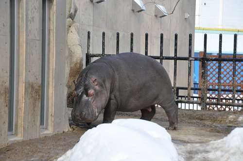 ２月８日　旭山動物園　カバのワンポイントガイド