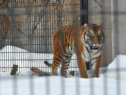 2月8日 旭山動物園 アムールトラ やっとキリルに会えました