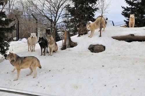 ２月８日　旭山動物園　シンリンオオカミ一家