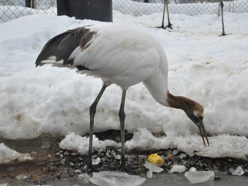 ２月８日　旭山動物園　タンチョウ　コタン