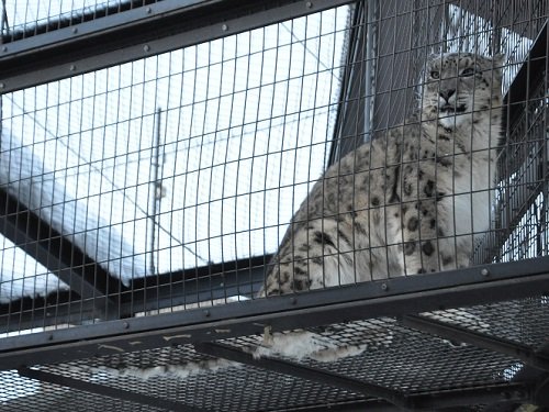 ２月１０日と11日　雪あかりの旭山動物園　ユキヒョウの鳴き声